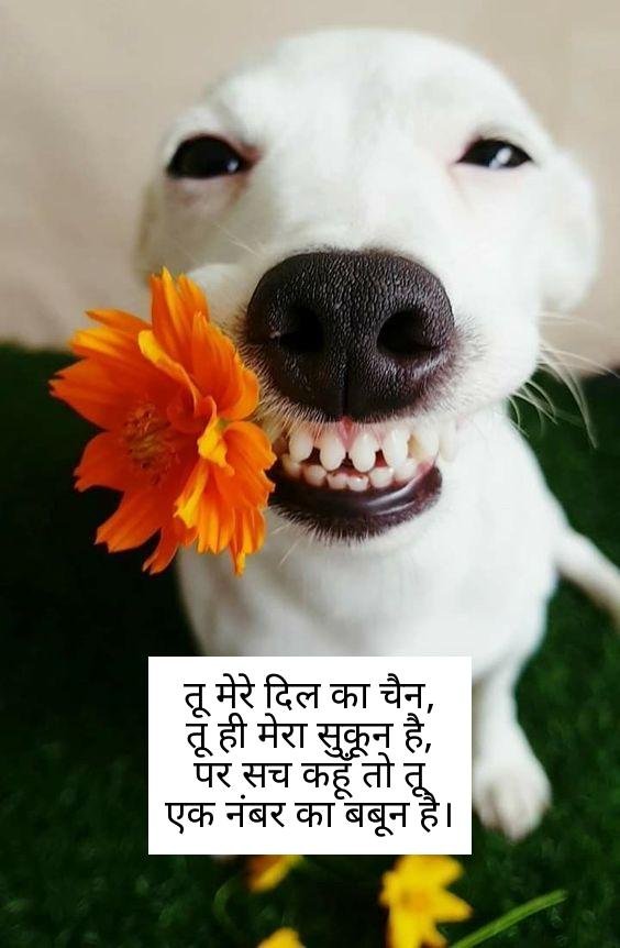 funny shayari in hindi 2