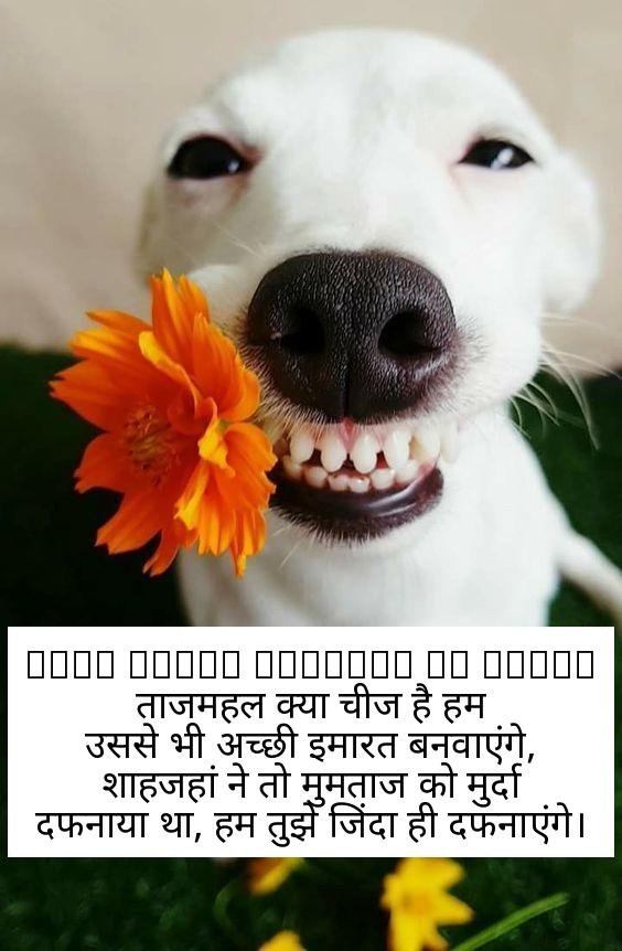 funny shayari in hindi 3